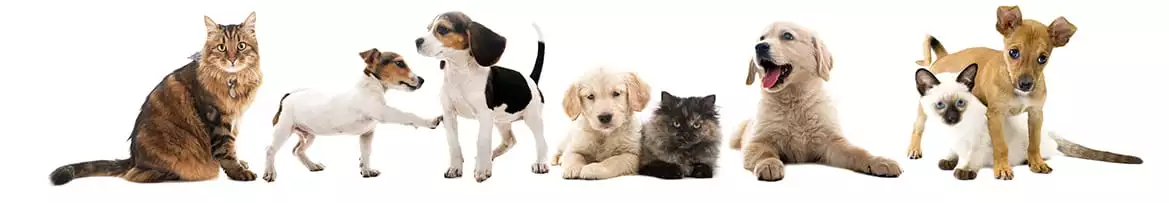 group of cats and dogs