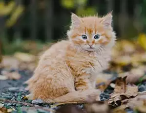 orange kitten sitting outside