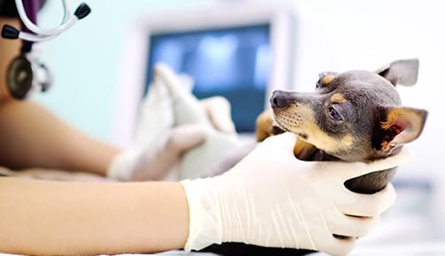 vet gives dog ultrasound