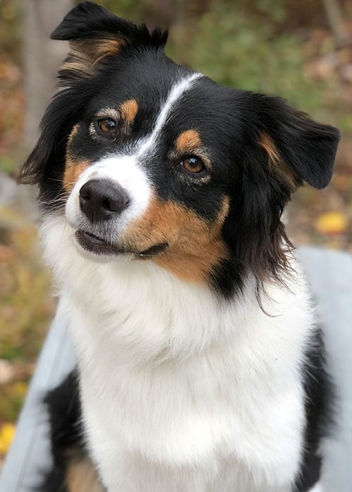 newclient New Client Information for Your First Visit: Dog Sitting On Porch