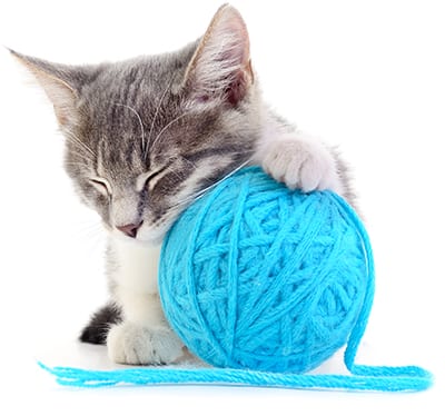 See Our Monthly Veterinary Promotions in Dyer: Kitten Plays With Ball of Yarn