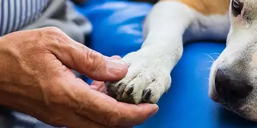 owner holds pet's paw