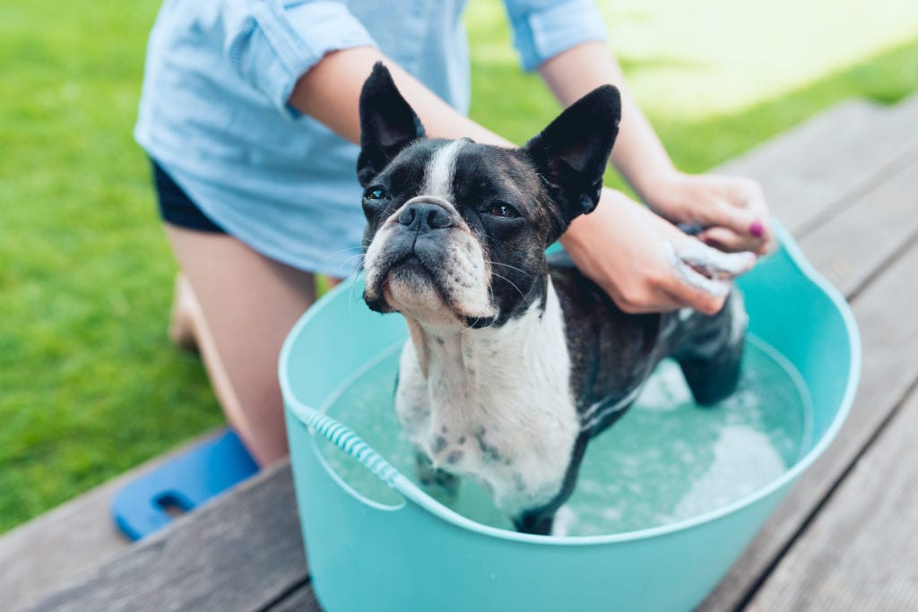 dog grooming in dyer, in