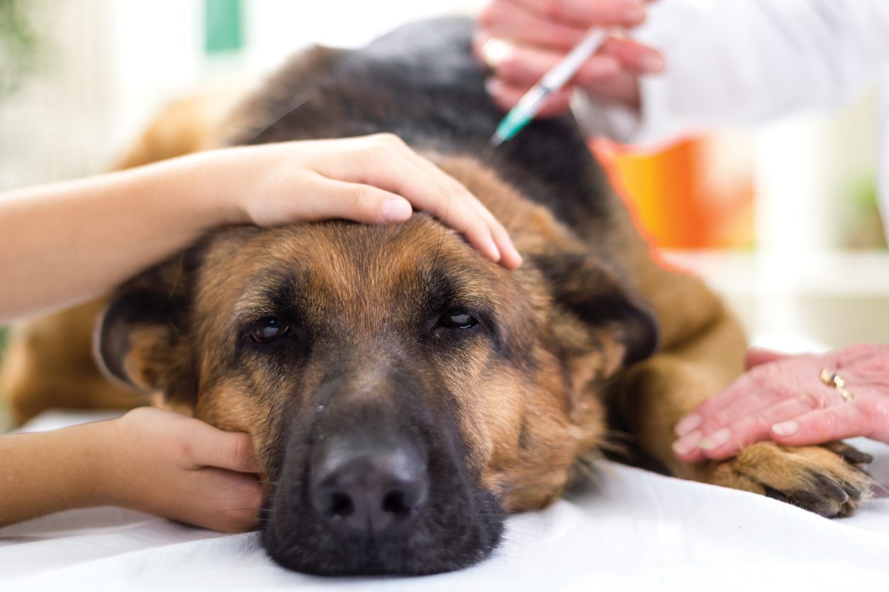 Dog rabies vaccine Dyer