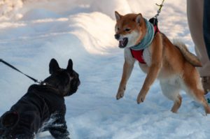 Dog Fight at Dyer Dog Park
