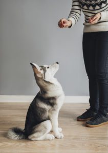 Unrecognisable woman feeding a cute Siberian Husky puppy as a dressage prize.