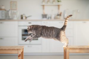 Why Does My Cat Jump and Should I Be Concerned in Dyer, IN?