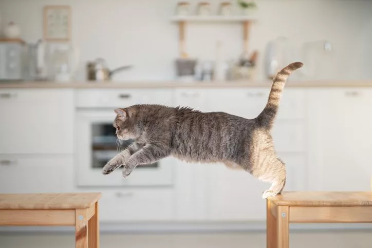 Cat jumping on clearance counter