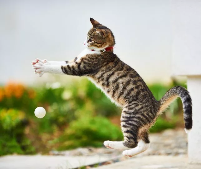 Why Does My Cat Jump and Should I Be Concerned in Dyer, IN? Dyer