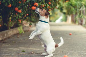 Can Dogs Eat Oranges in Dyer, IN?