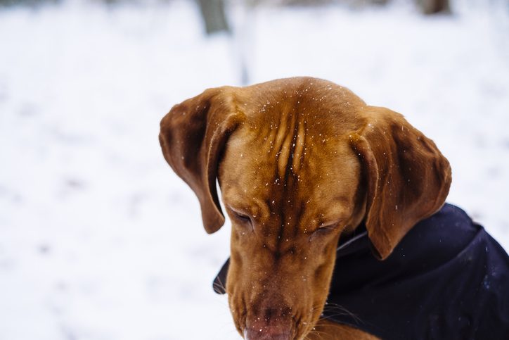Top 10 Common Winter Pet Emergencies in Dyer, IN