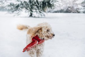 winter pet emergencies in dyer, IN
