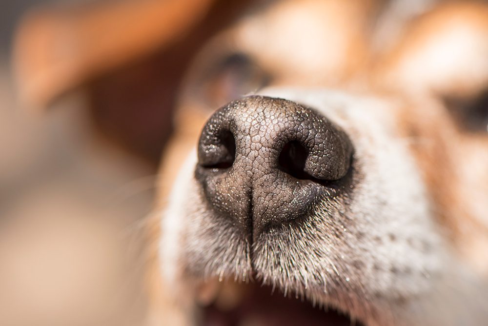 Are you wondering why your dogs’ nose is dry in Dyer, IN? Read on to learn more about what could be causing this!