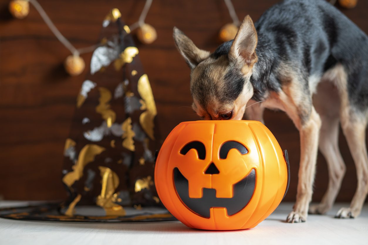 dangerous-halloween-candies-for-pets