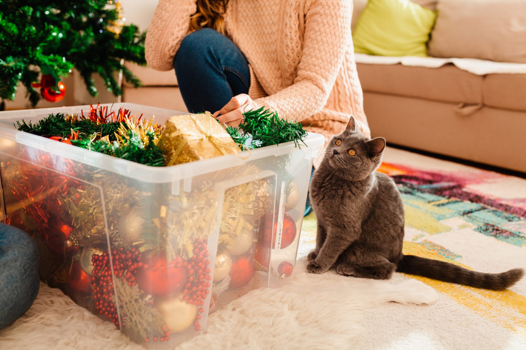 christmas safety tips for cats dyer indiana