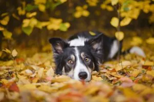 fall activities to do with your dog in dyer indiana