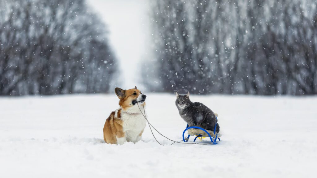 keeping a pet safe in winter in dyer indiana