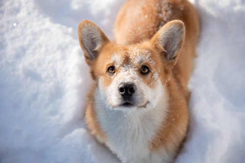 dog-in-the-snow-looking-up