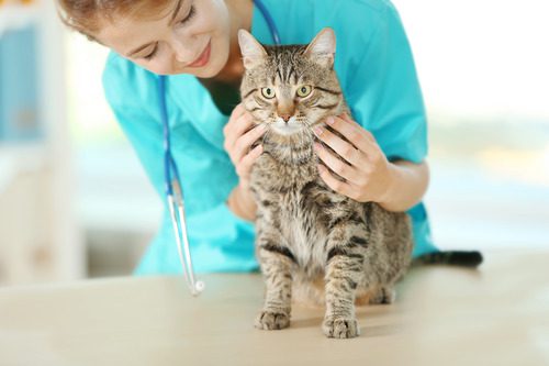 cat-in-vet-clinic