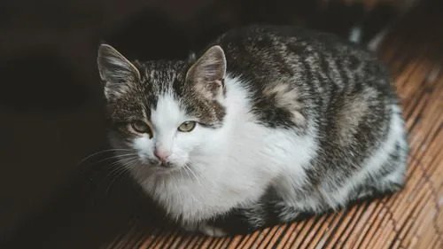 gray-and-white-cat-in-the-loaf-position