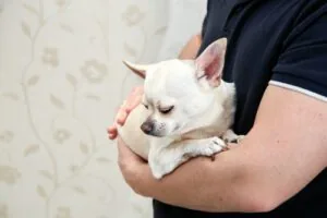 vet-holding-small-dog-in-his-arms