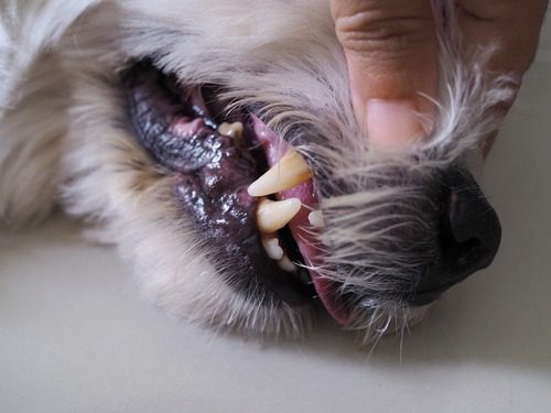 close-up-of-dog's-teeth-and-gums