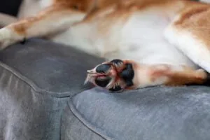 dog-laying-on-couch-rear-paw-with-cut-in-focus