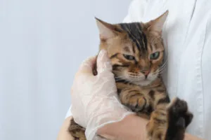 upset-cat-in-the-arms-of-a-veterinarian