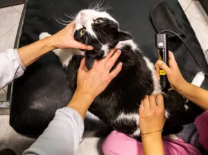 cat-being-held-still-by-owner-and-vet-during-laser-therapy-session-at-clinic