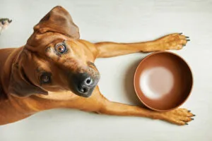 hungry-brown-dog-laying-on-the-floor-with-brown-food-bowl-between-front-paws-looking-up-at-camera