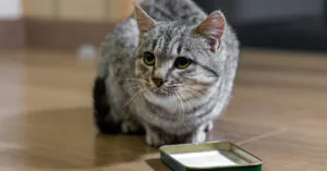 gray and black cat crouched near a milk dish on the floor