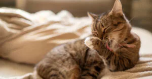 cat laying on a bed grooming itself
