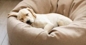 yellow lab puppy sleeping in a cushion chair