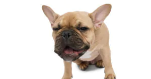 French bulldog coughing against a white background