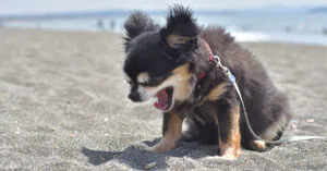 small leashed dog sitting in the sand on the beach reverse sneezing